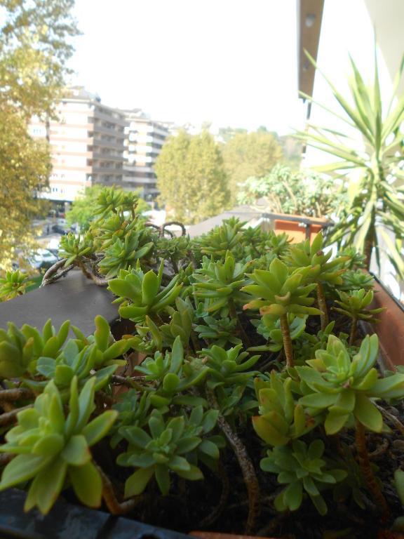 A Casa Chiecchi B&B Roma Dış mekan fotoğraf